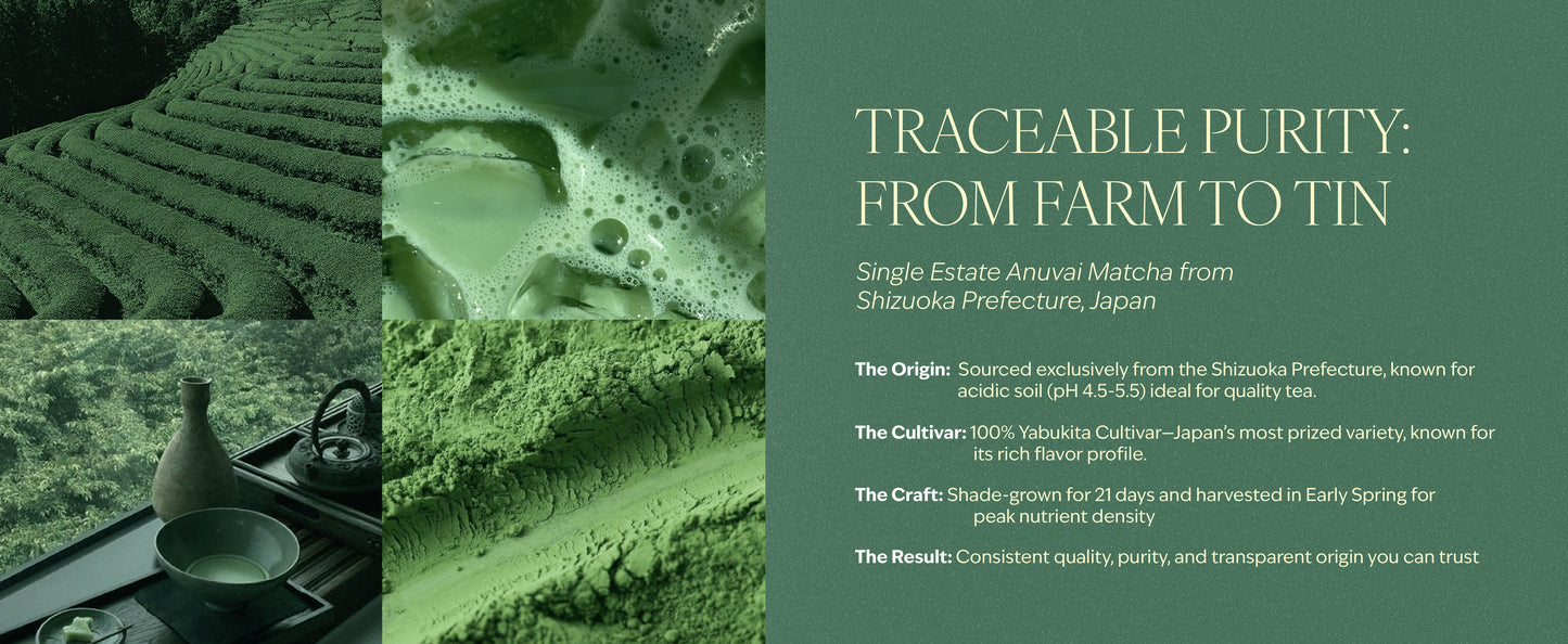 Matcha - Single Estate