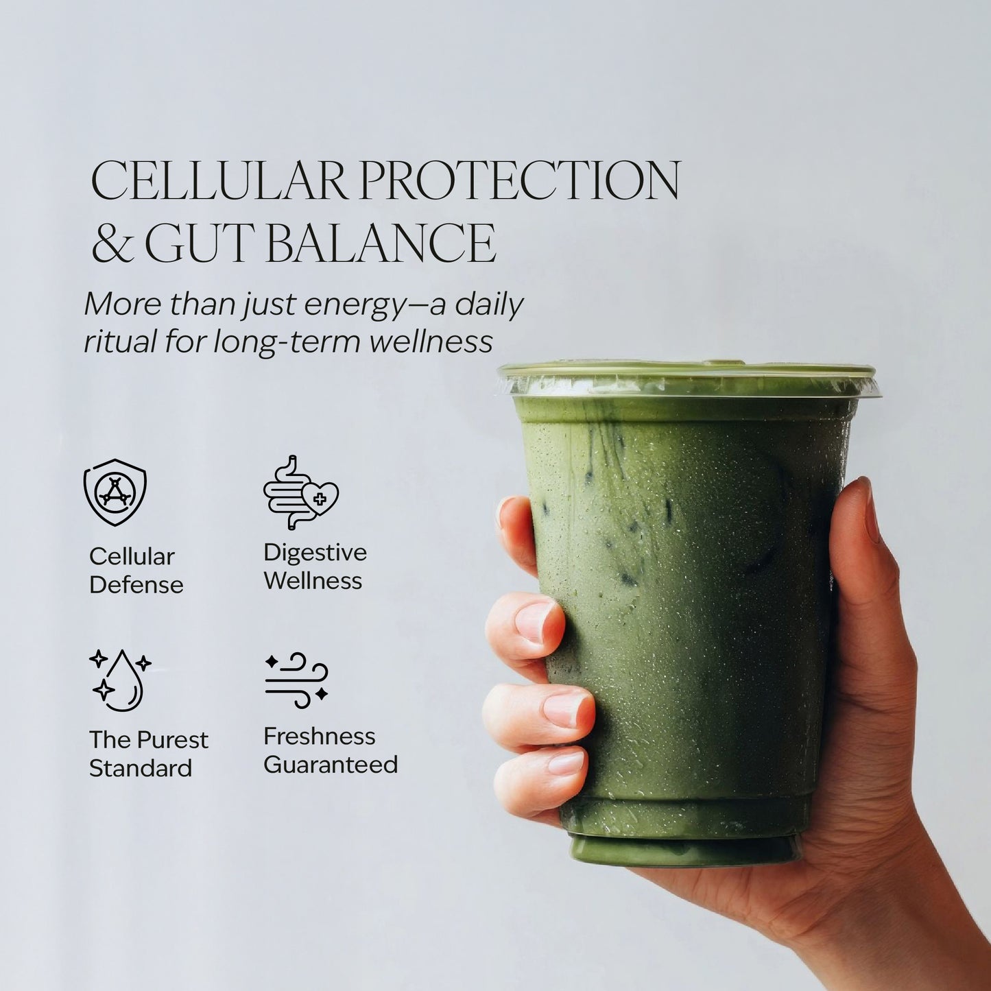 Matcha - Single Estate